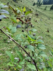 Atropa belladonna