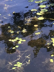 Utricularia radiata