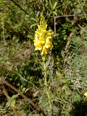 Linaria
