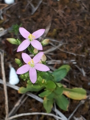 Centaurium pulchellum