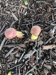 Pulchroboletus rubricitrinus