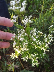 Eupatorium serotinum