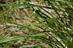 Carex vesicaria