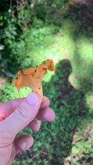 Cantharellus lateritius