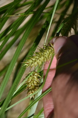 Carex vesicaria