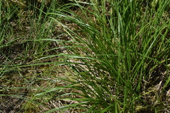 Carex vesicaria