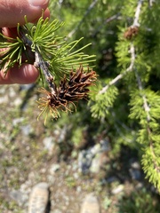 Larix lyallii
