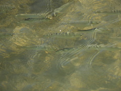 Mugilidae