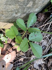 Fragaria vesca