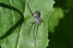 Rhysodromus
