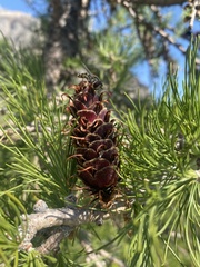 Larix lyallii