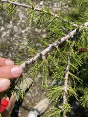 Larix lyallii