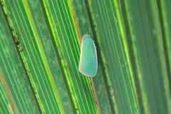 Ormenaria rufifascia