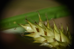 Carex vesicaria