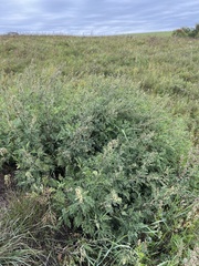 Artemisia gmelinii
