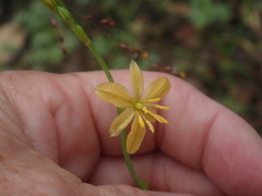 Echeandia flavescens