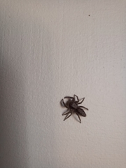 Platycryptus californicus