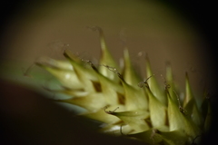 Carex vesicaria