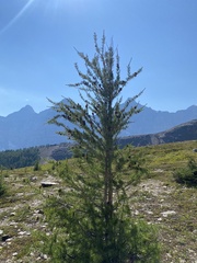 Larix lyallii