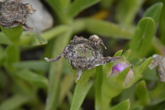 Carpobrotus deliciosus