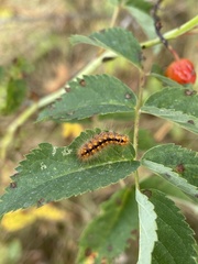 Acronicta auricoma