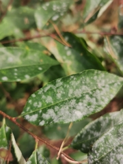 Podosphaera prunicola