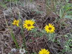 Heterotheca villosa