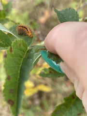Acronicta auricoma