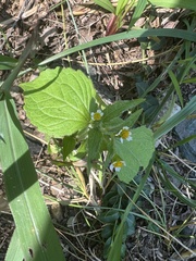 Galinsoga quadriradiata