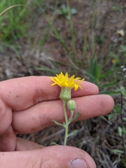 Heterotheca villosa