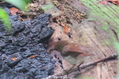 Pellorneum rostratum