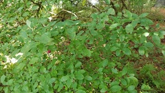 Ilex mucronata