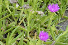 Carpobrotus deliciosus
