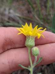 Heterotheca villosa