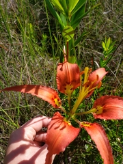 Lilium catesbaei