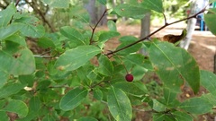 Ilex mucronata