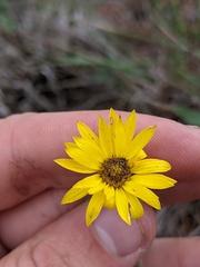 Heterotheca villosa