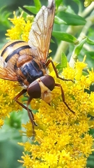 Volucella inanis