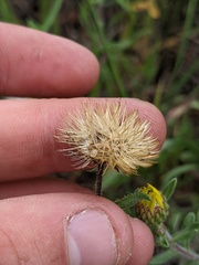 Heterotheca villosa