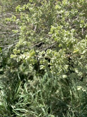 Atriplex canescens