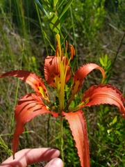 Lilium catesbaei