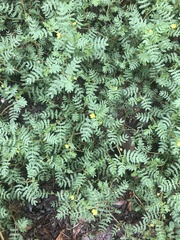 Tribulus terrestris