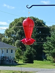 Archilochus colubris