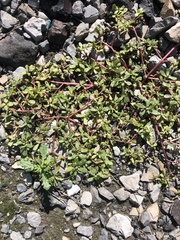 Portulaca oleracea