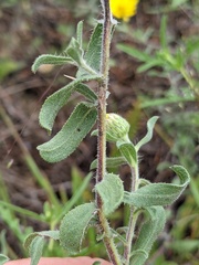 Heterotheca villosa