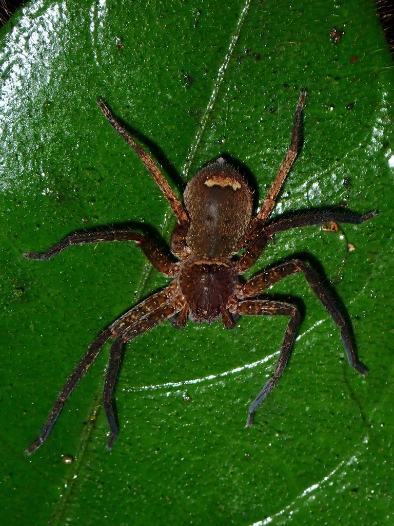 Giant Huntsman Spiders From Palawan Philippines On August At Pm By Albert Kang