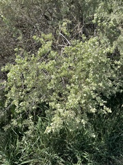 Atriplex canescens