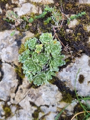 Saxifraga paniculata