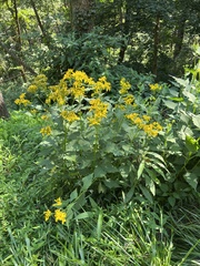 Verbesina occidentalis