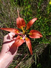 Lilium catesbaei